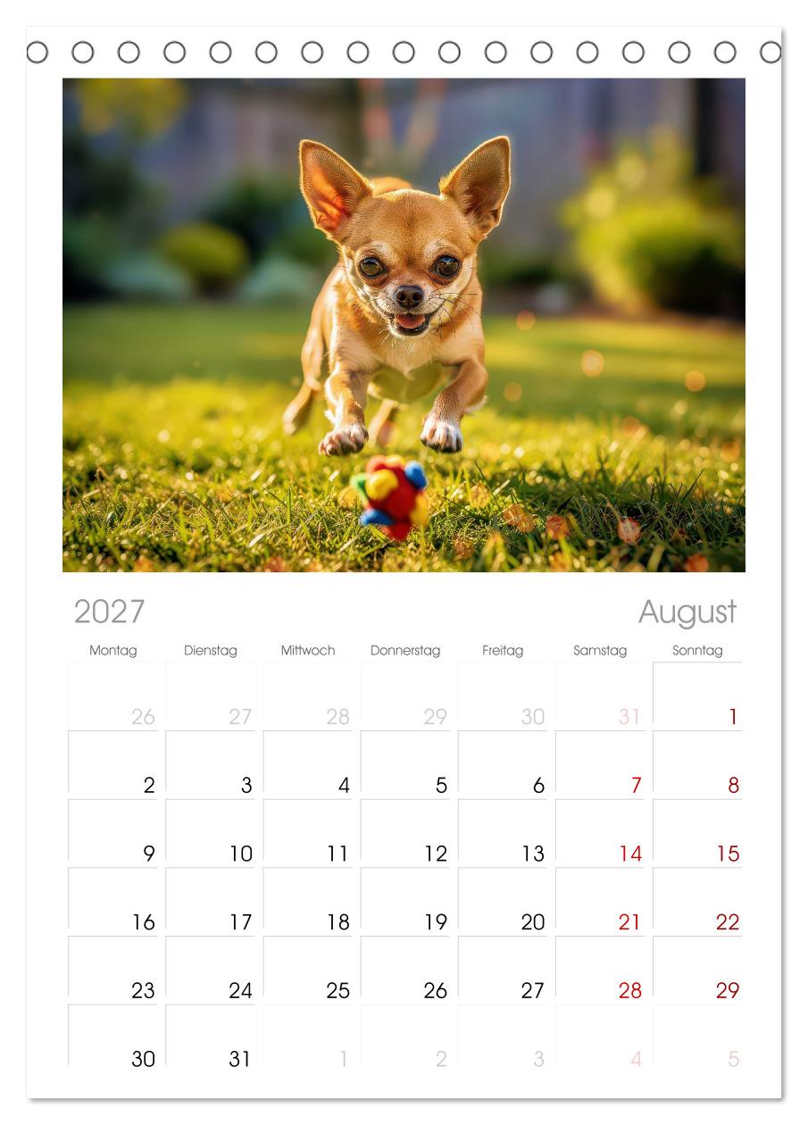 Zuckersüße Chihuahuas