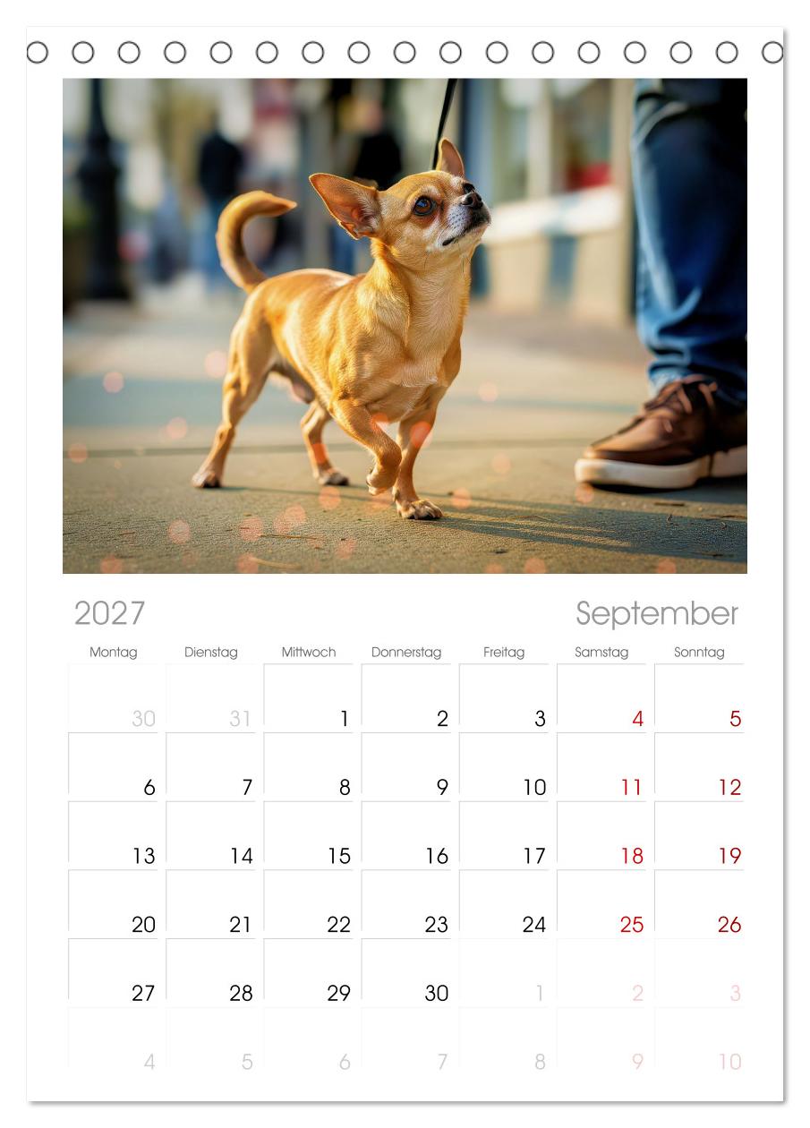 Zuckersüße Chihuahuas