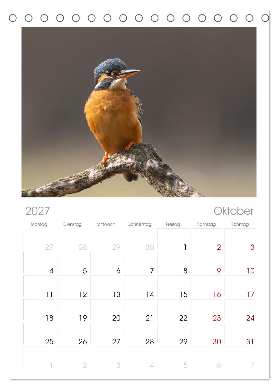 Alcedo atthis. Der Eisvogel