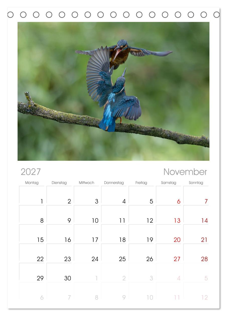 Alcedo atthis. Der Eisvogel