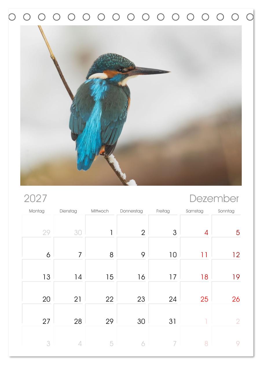 Alcedo atthis. Der Eisvogel