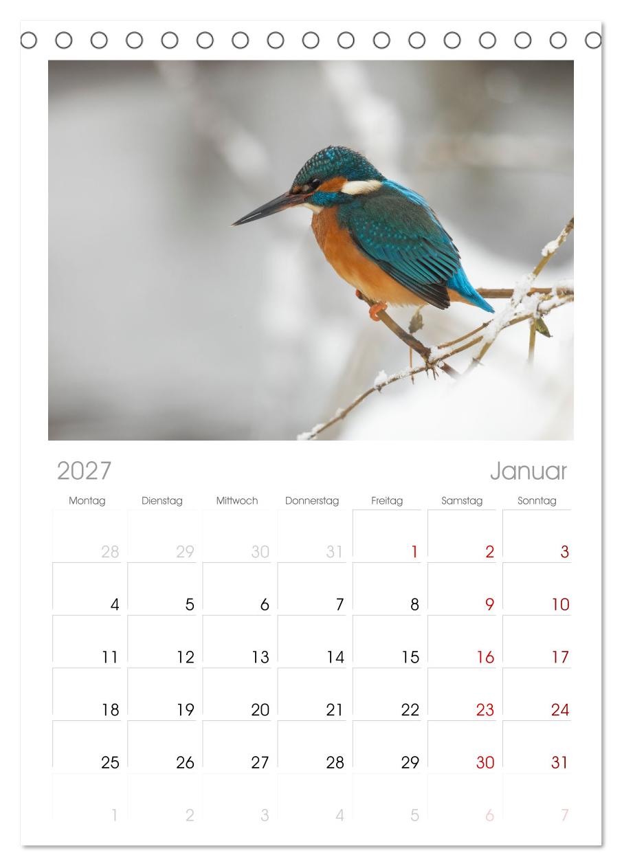 Alcedo atthis. Der Eisvogel