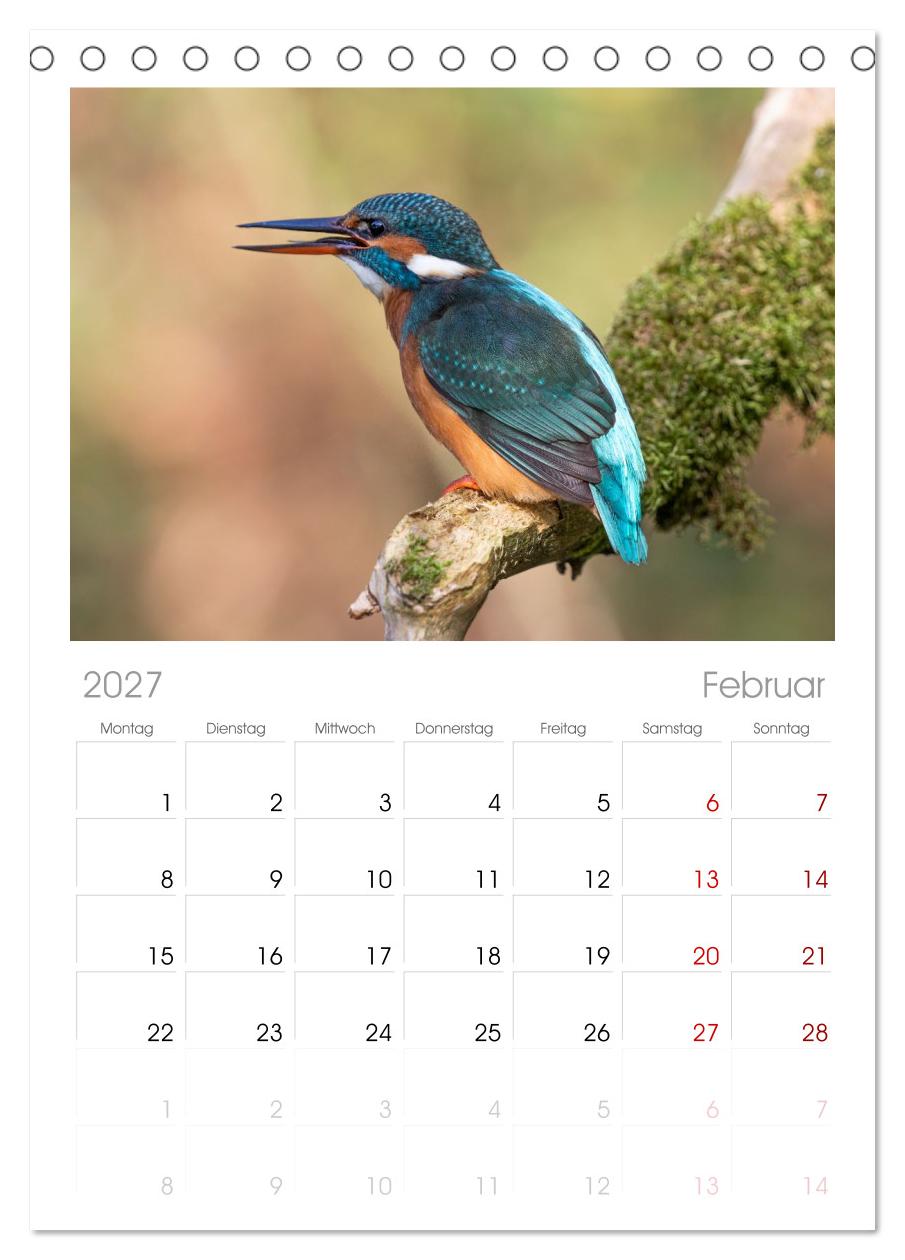 Alcedo atthis. Der Eisvogel