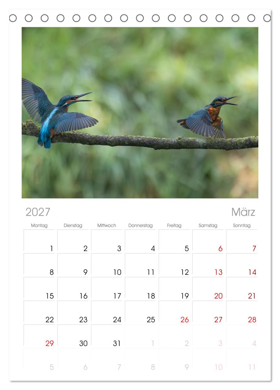 Alcedo atthis. Der Eisvogel