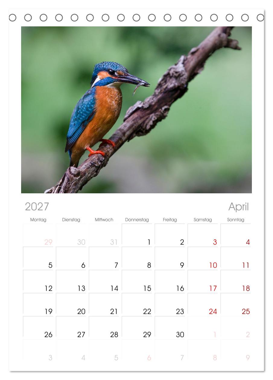 Alcedo atthis. Der Eisvogel