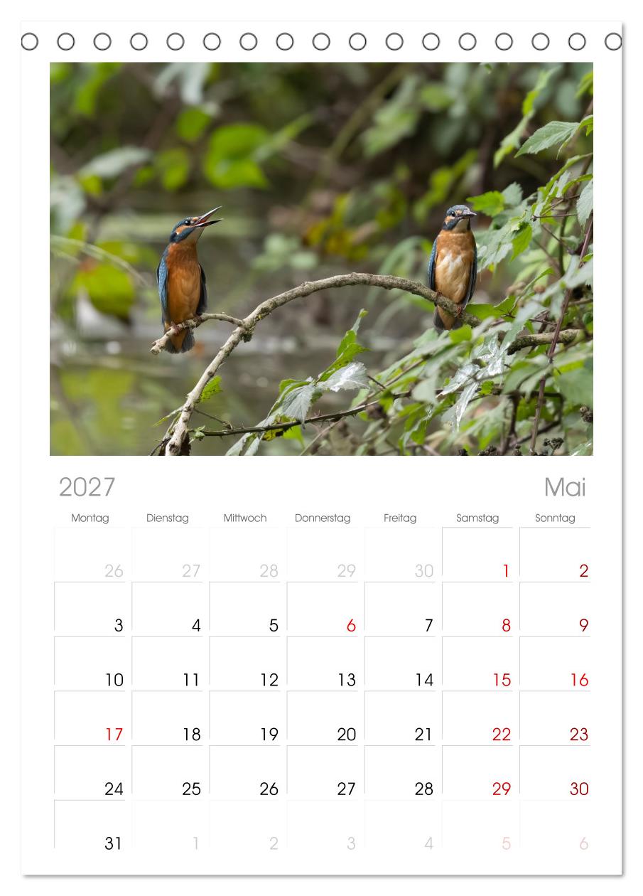 Alcedo atthis. Der Eisvogel