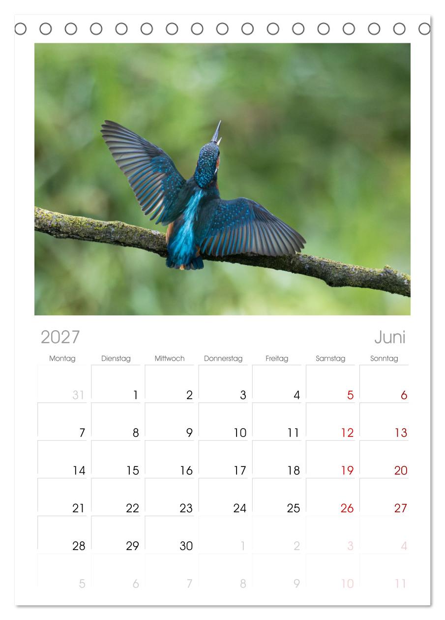 Alcedo atthis. Der Eisvogel