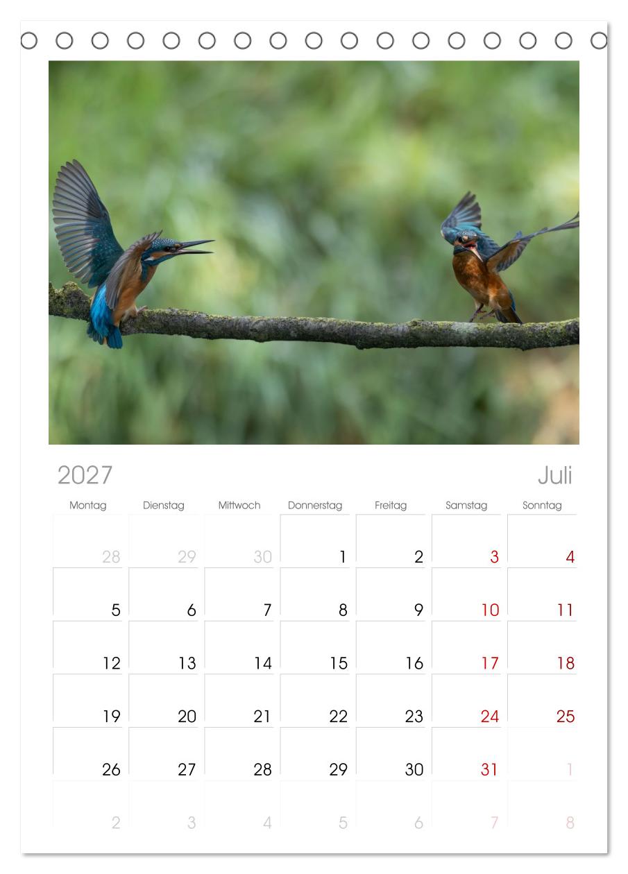 Alcedo atthis. Der Eisvogel