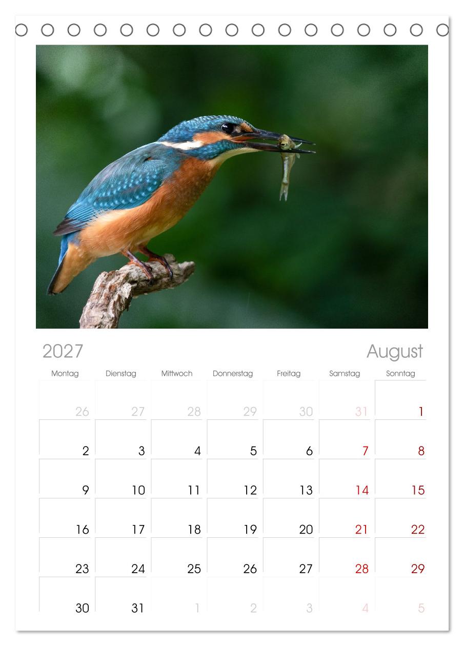 Alcedo atthis. Der Eisvogel