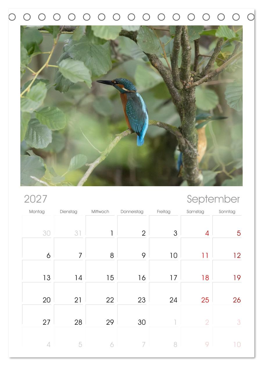 Alcedo atthis. Der Eisvogel