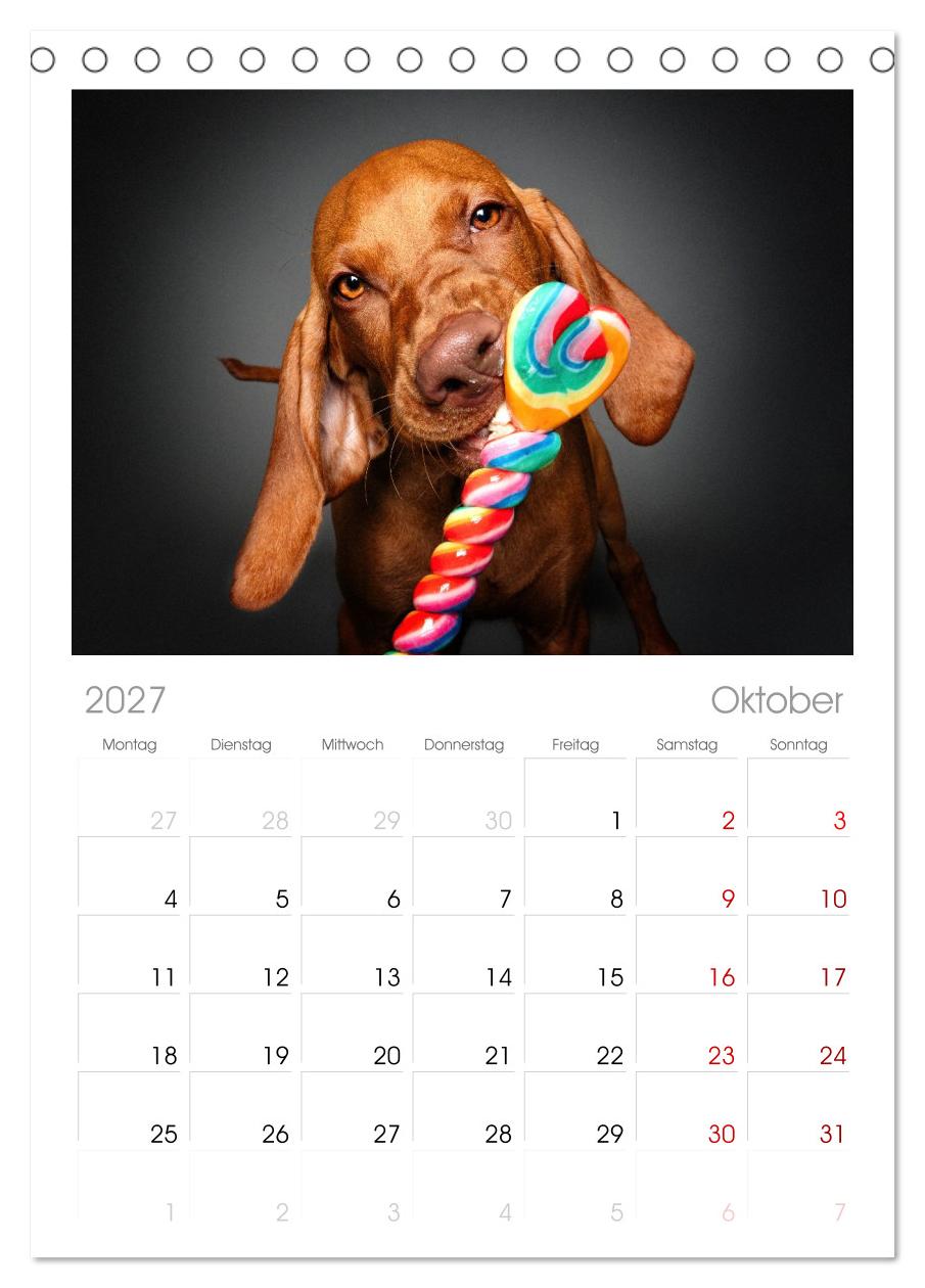 Hunde im Naschparadies