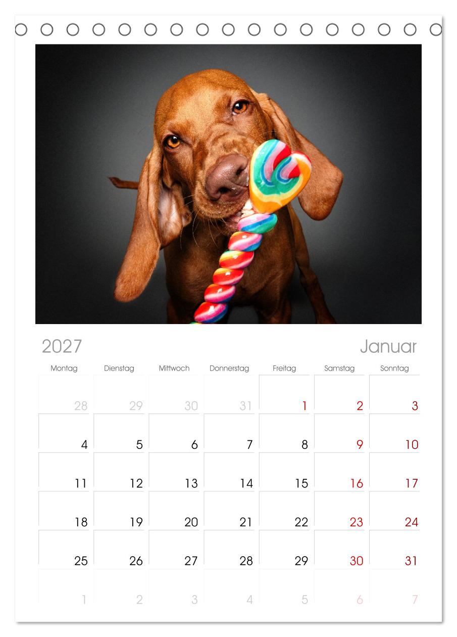 Hunde im Naschparadies