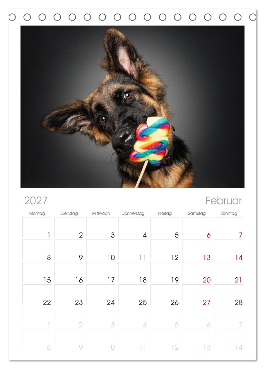 Hunde im Naschparadies