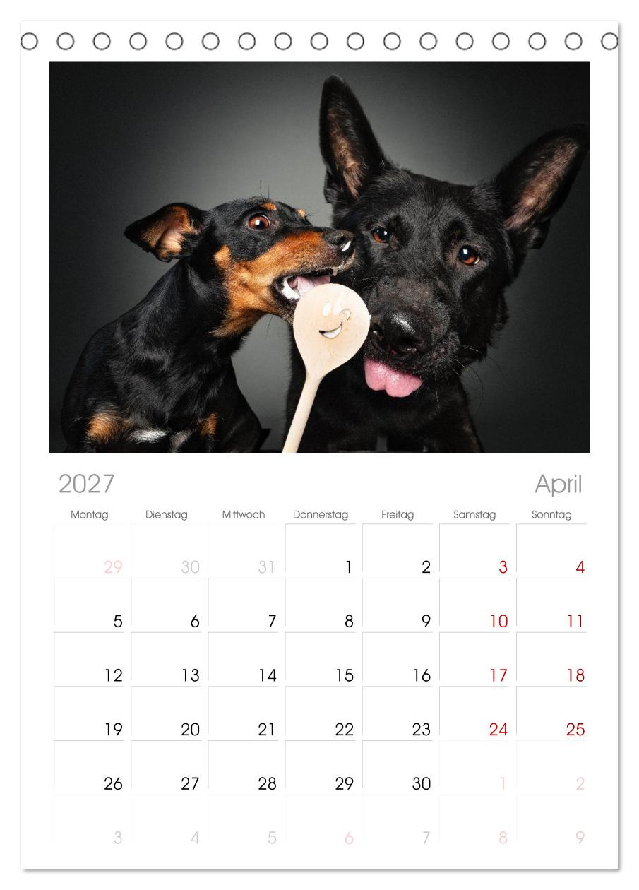 Hunde im Naschparadies