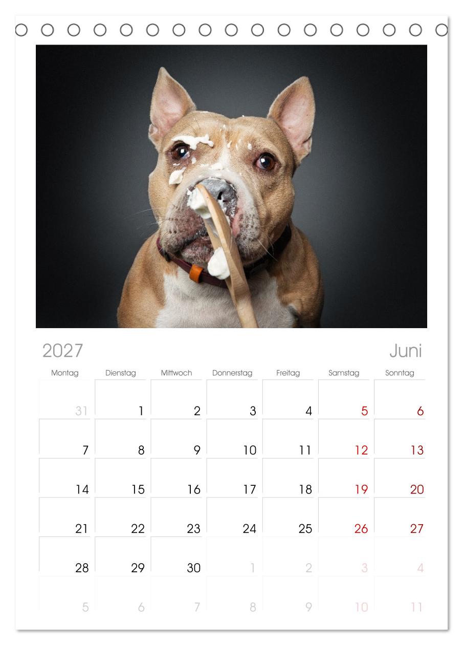 Hunde im Naschparadies