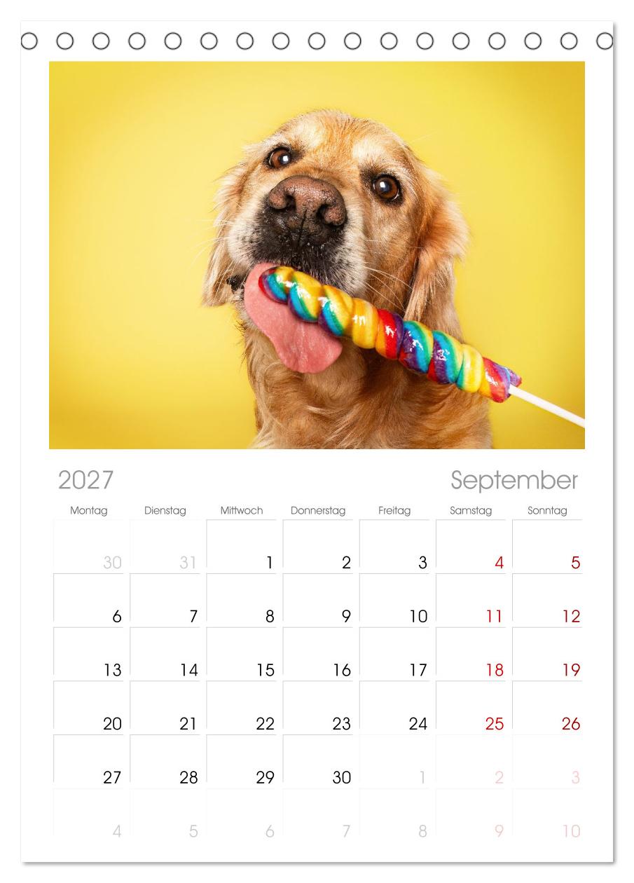 Hunde im Naschparadies