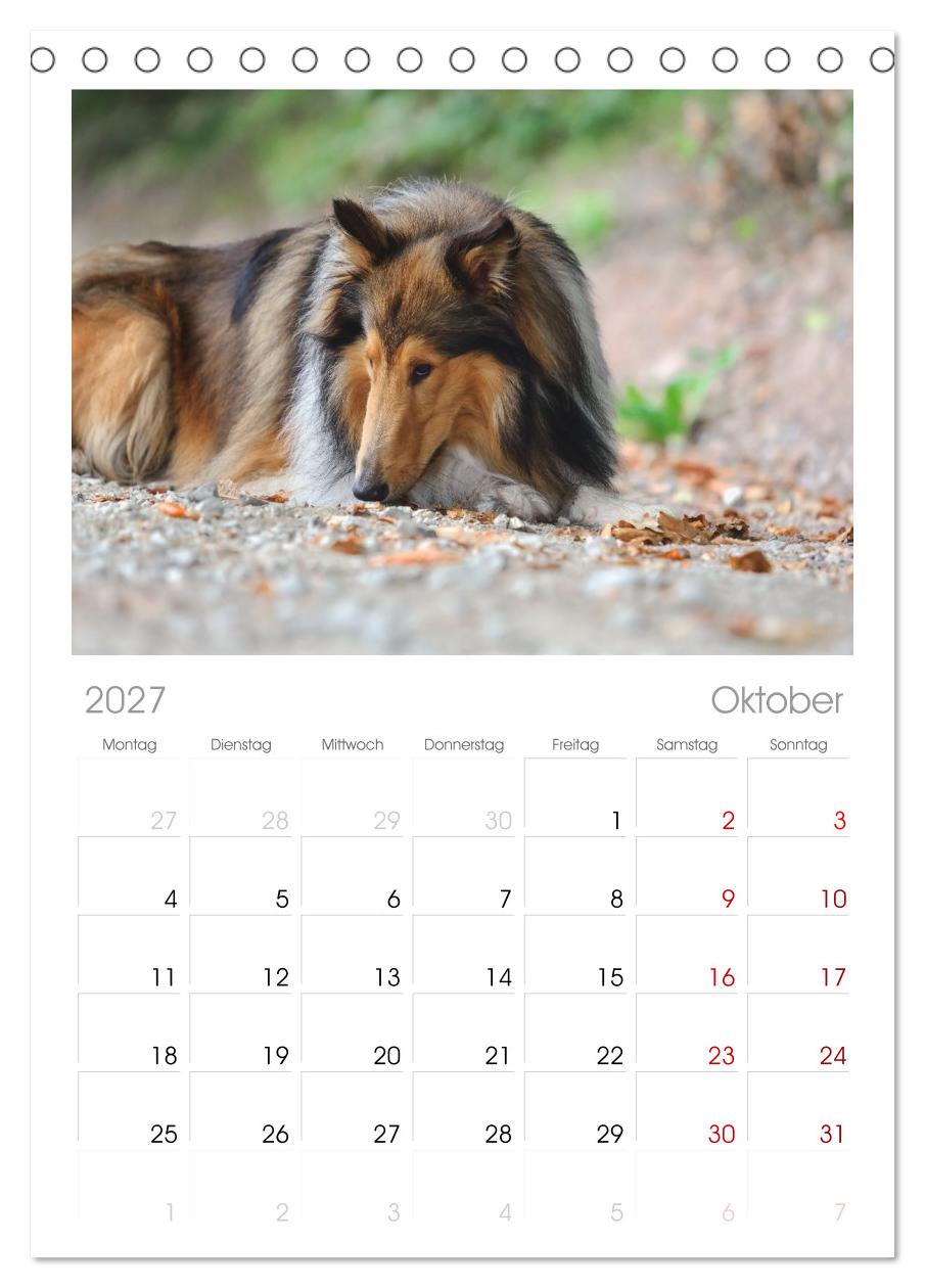 Collies - charmante Herzensbrecher