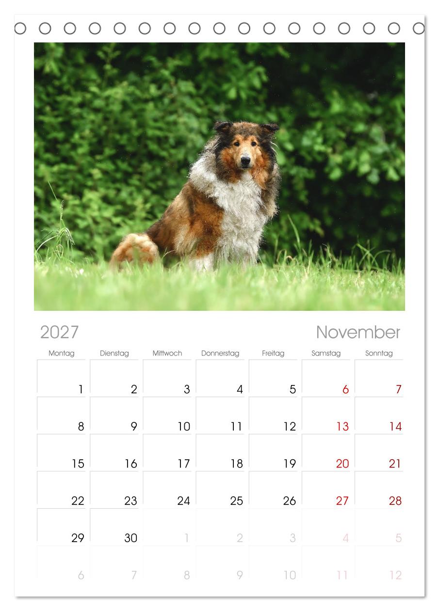Collies - charmante Herzensbrecher