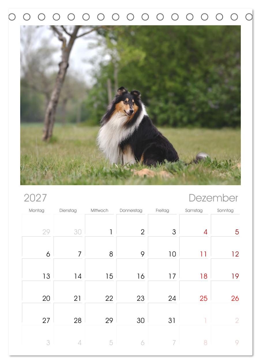 Collies - charmante Herzensbrecher