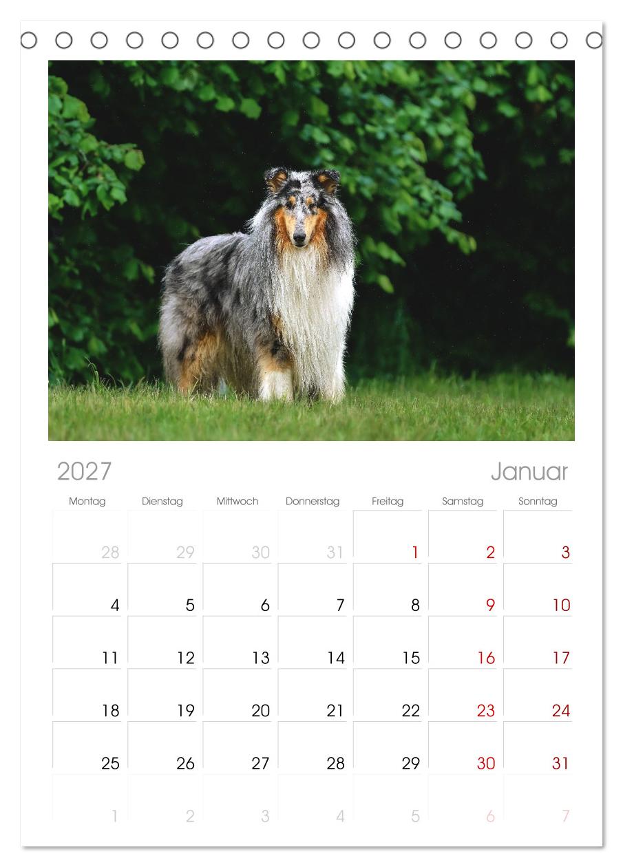 Collies - charmante Herzensbrecher