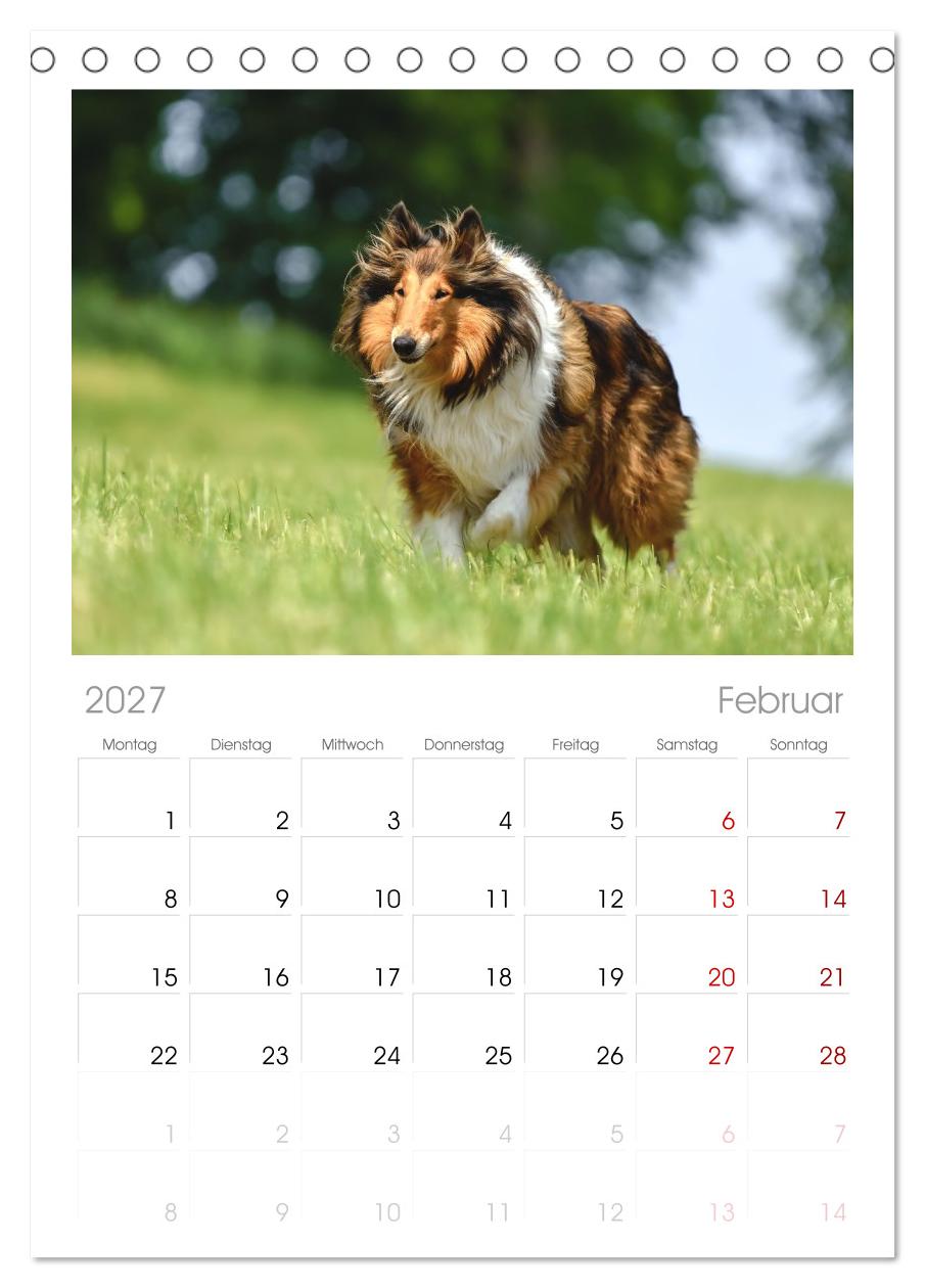 Collies - charmante Herzensbrecher