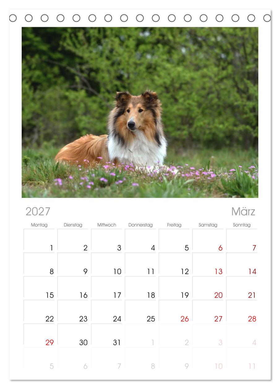 Collies - charmante Herzensbrecher