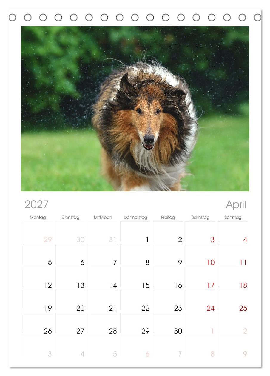Collies - charmante Herzensbrecher