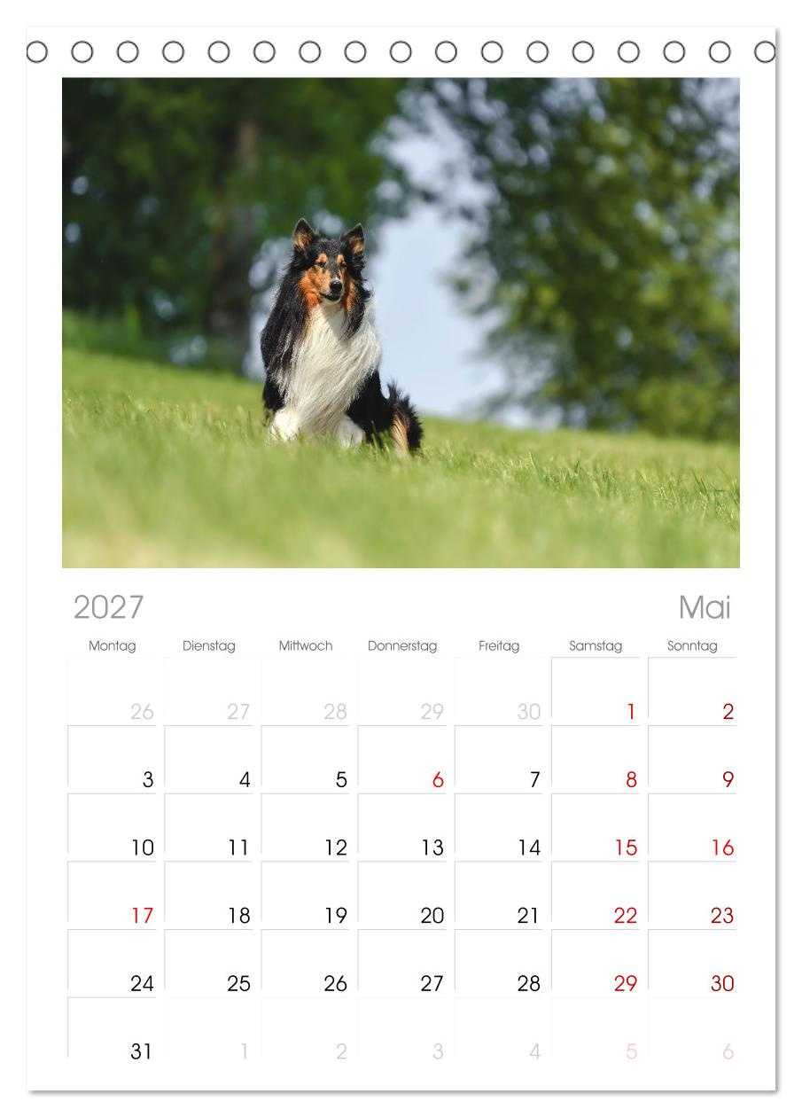 Collies - charmante Herzensbrecher