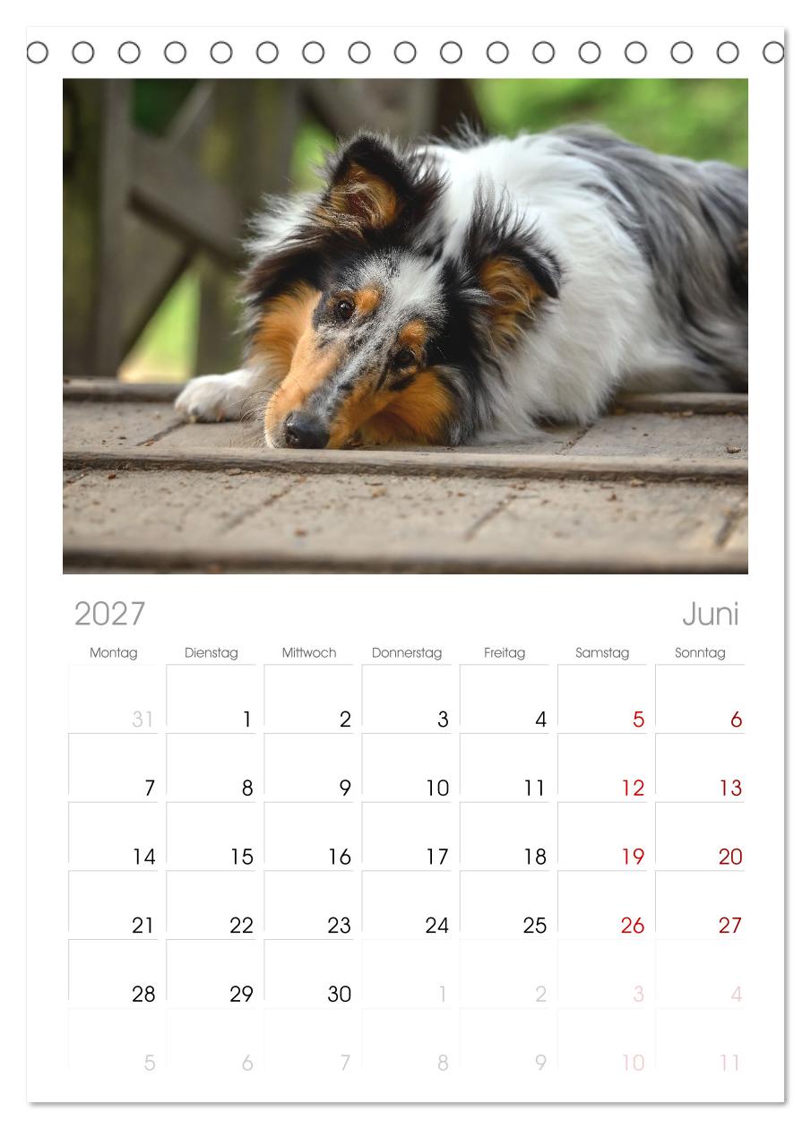 Collies - charmante Herzensbrecher
