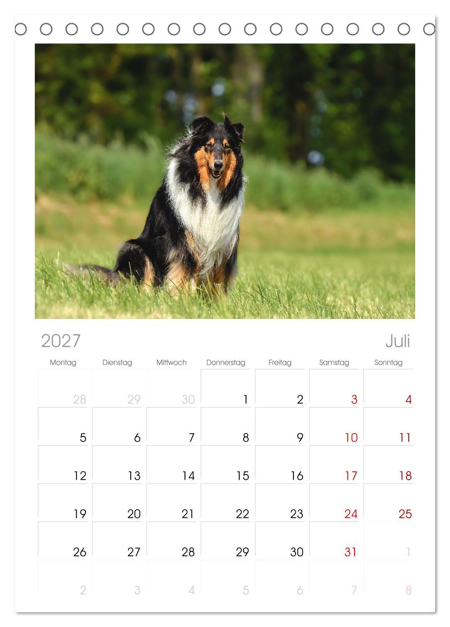 Collies - charmante Herzensbrecher