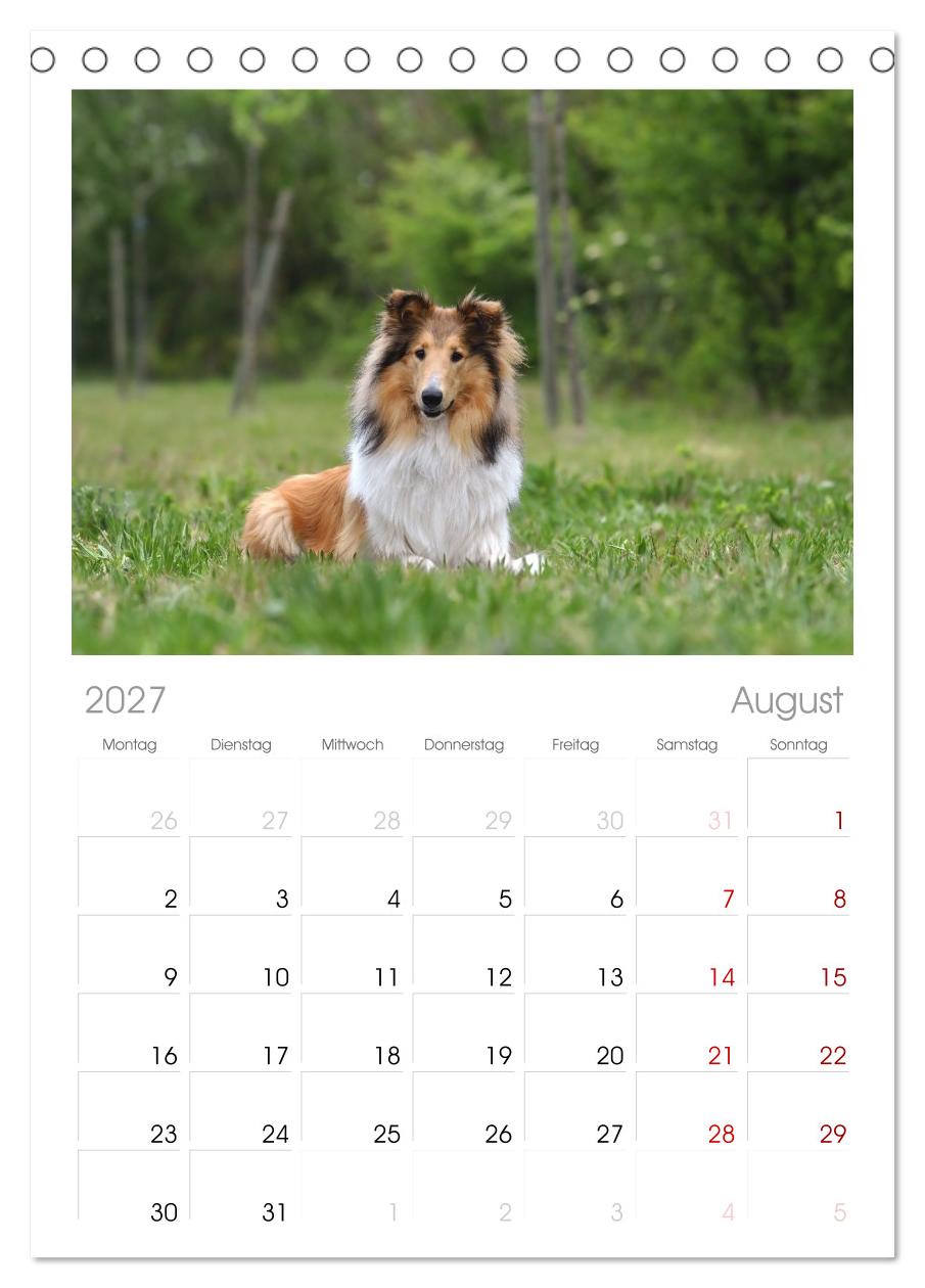 Collies - charmante Herzensbrecher