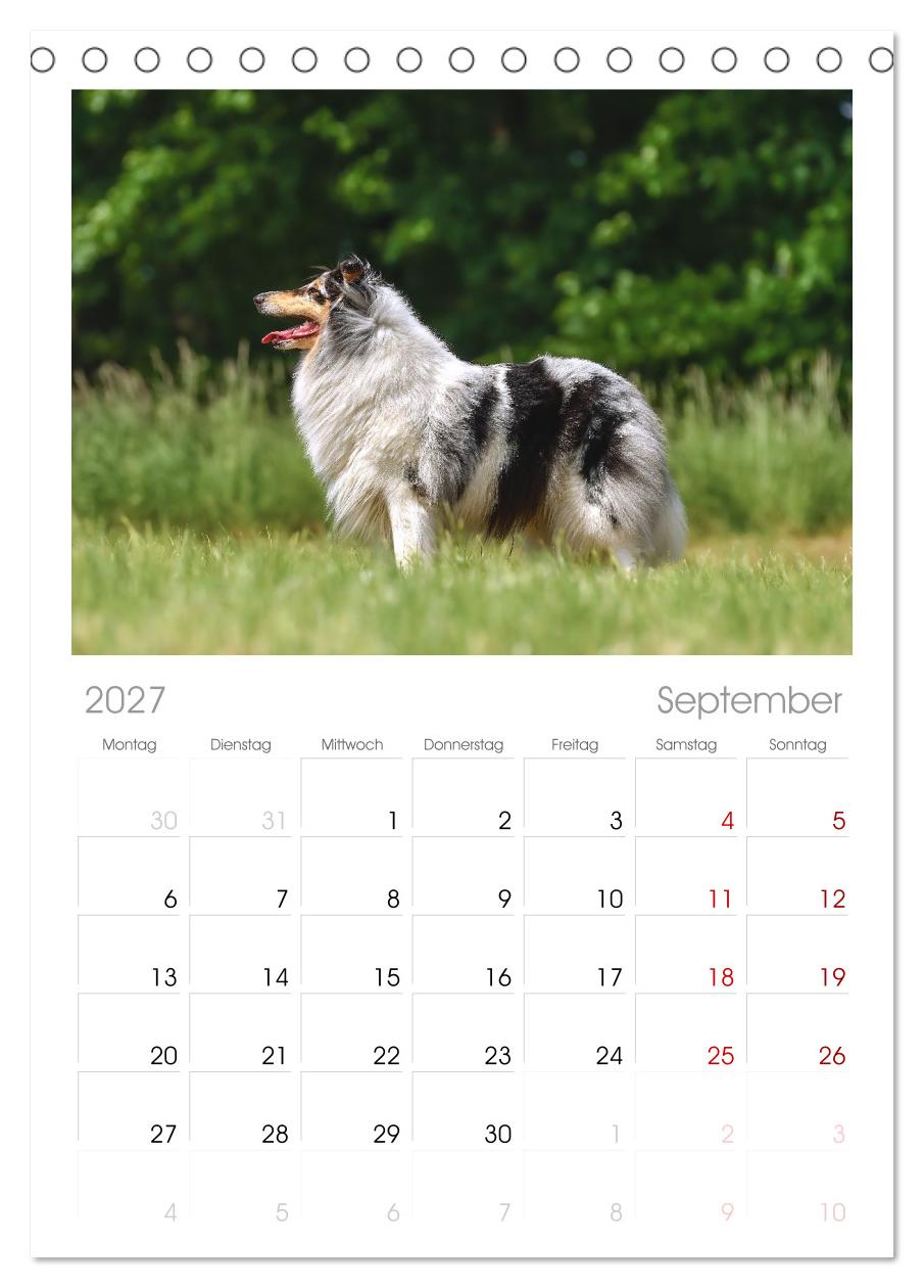 Collies - charmante Herzensbrecher