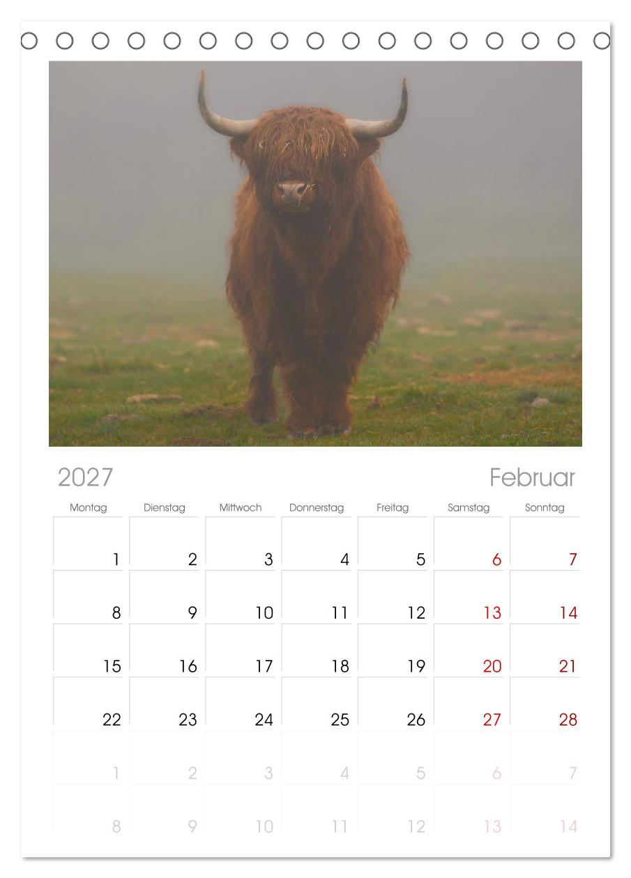 Heelan' Coo - Gutmütige Zottel (mit Terminplaner)