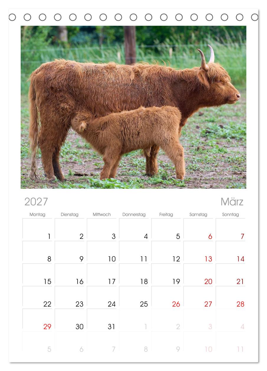 Heelan' Coo - Gutmütige Zottel (mit Terminplaner)