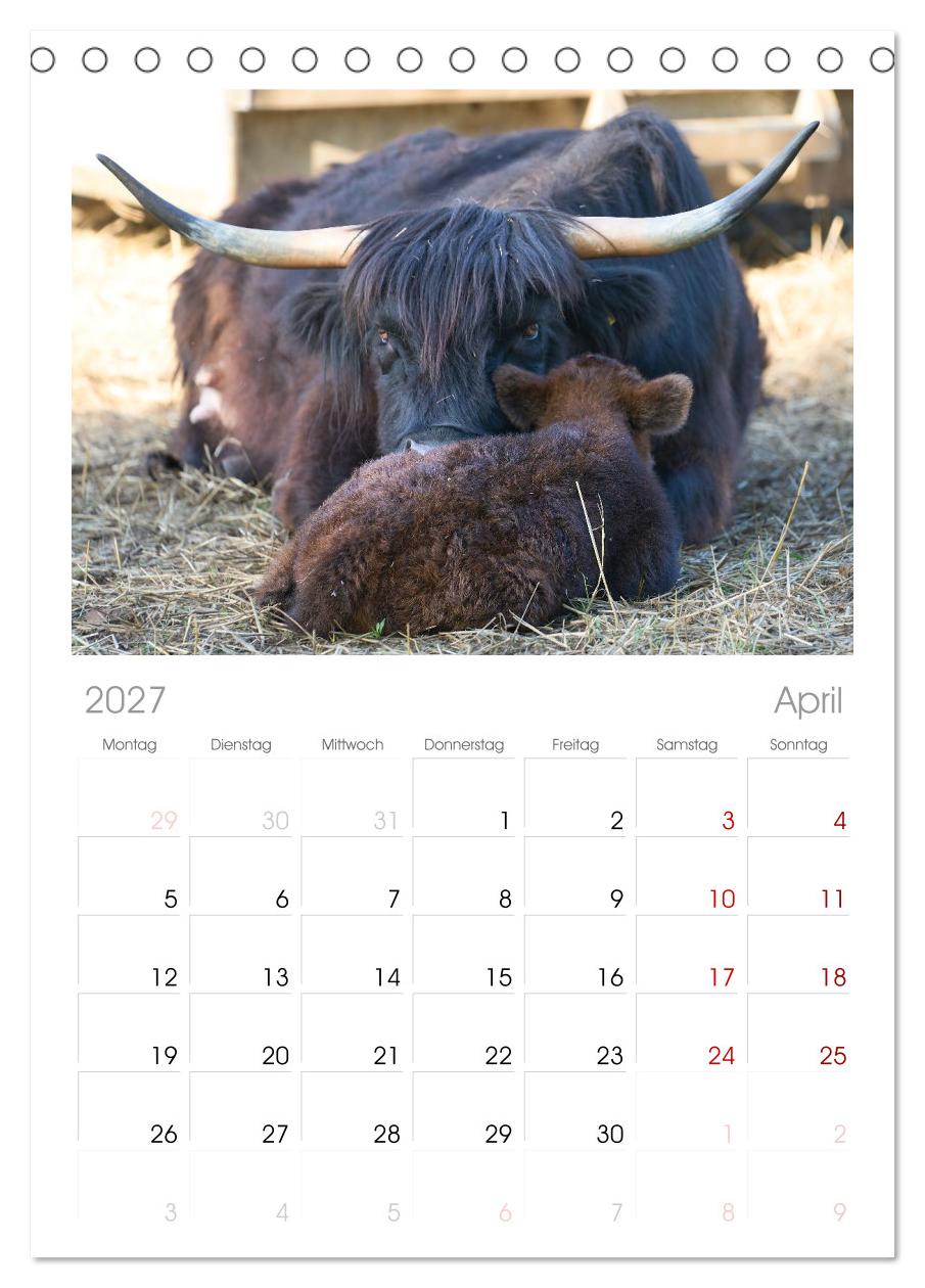 Heelan' Coo - Gutmütige Zottel (mit Terminplaner)