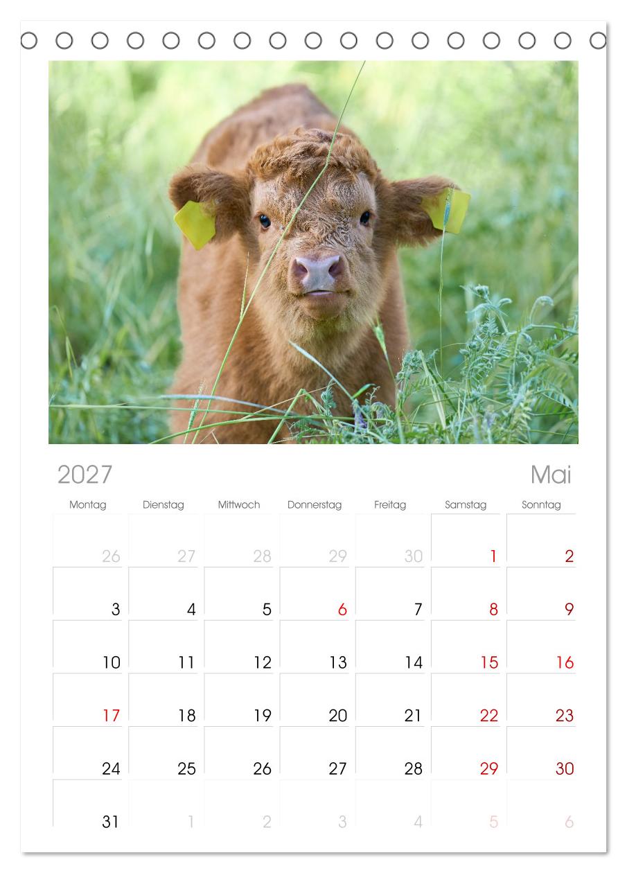 Heelan' Coo - Gutmütige Zottel (mit Terminplaner)