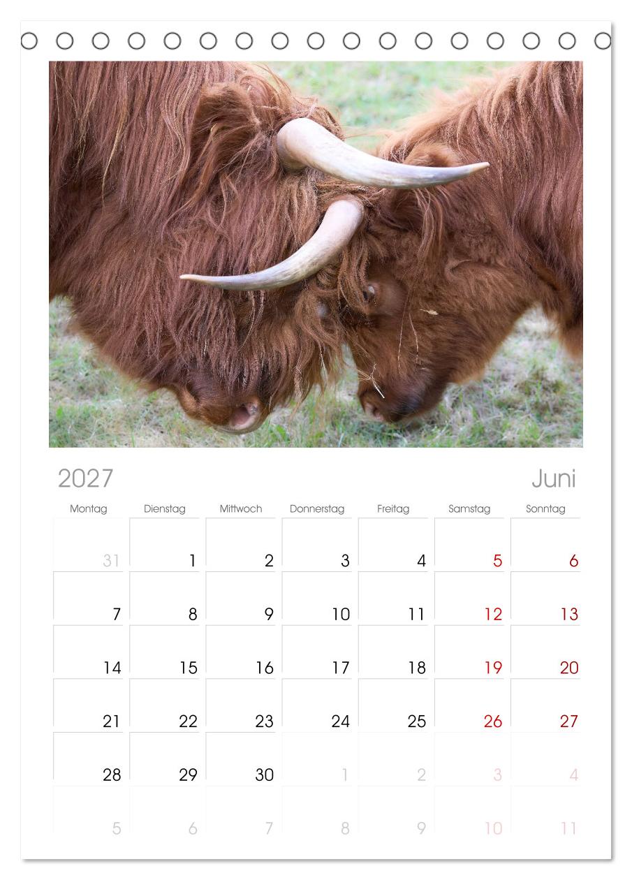 Heelan' Coo - Gutmütige Zottel (mit Terminplaner)
