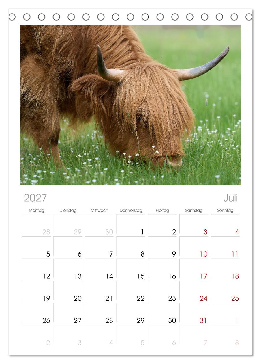 Heelan' Coo - Gutmütige Zottel (mit Terminplaner)
