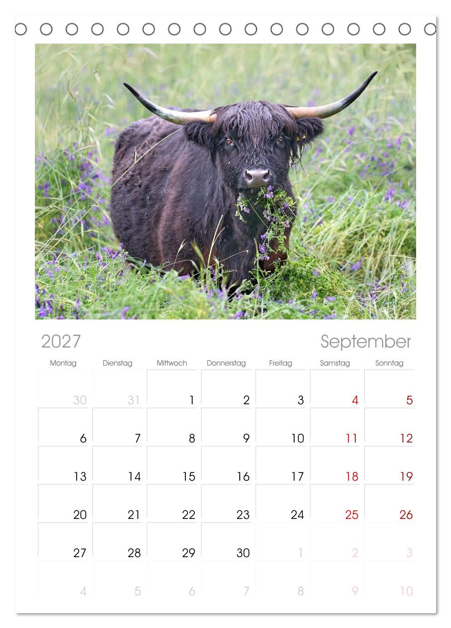 Heelan' Coo - Gutmütige Zottel (mit Terminplaner)