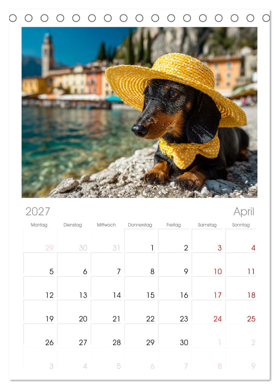 Dackel auf großer Tour - Süße Hunde entdecken die Welt