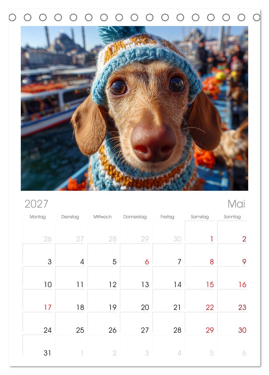 Dackel auf großer Tour - Süße Hunde entdecken die Welt