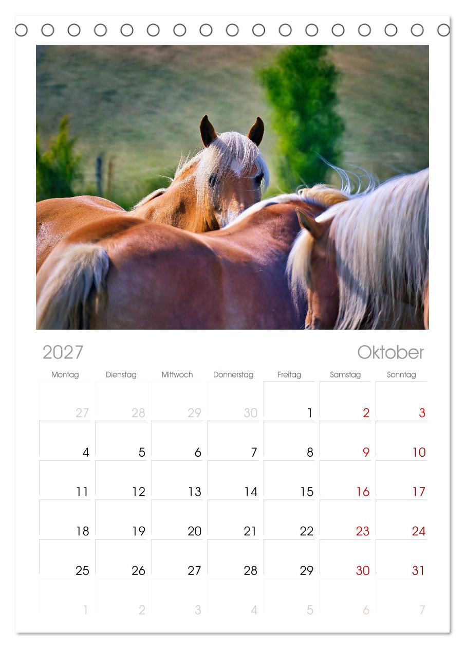 Die besonderen Haflinger-Pferde