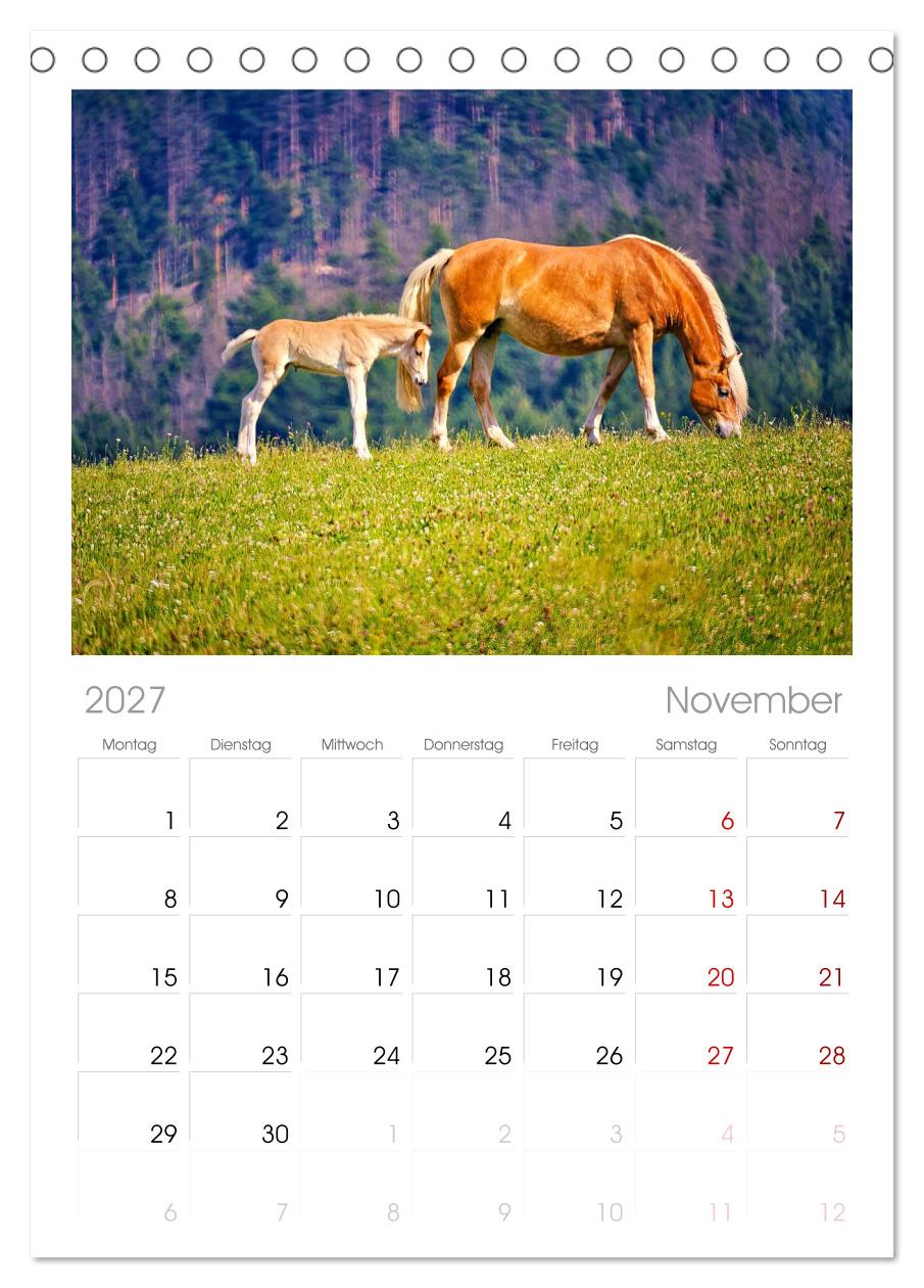 Die besonderen Haflinger-Pferde