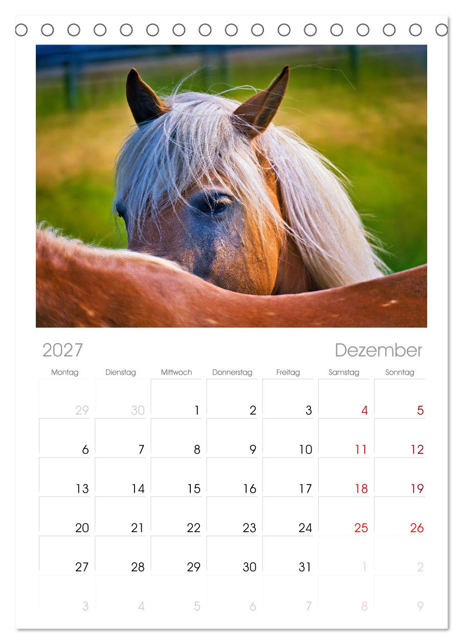 Die besonderen Haflinger-Pferde
