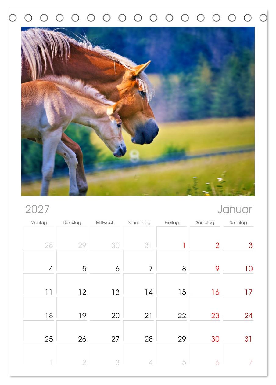 Die besonderen Haflinger-Pferde