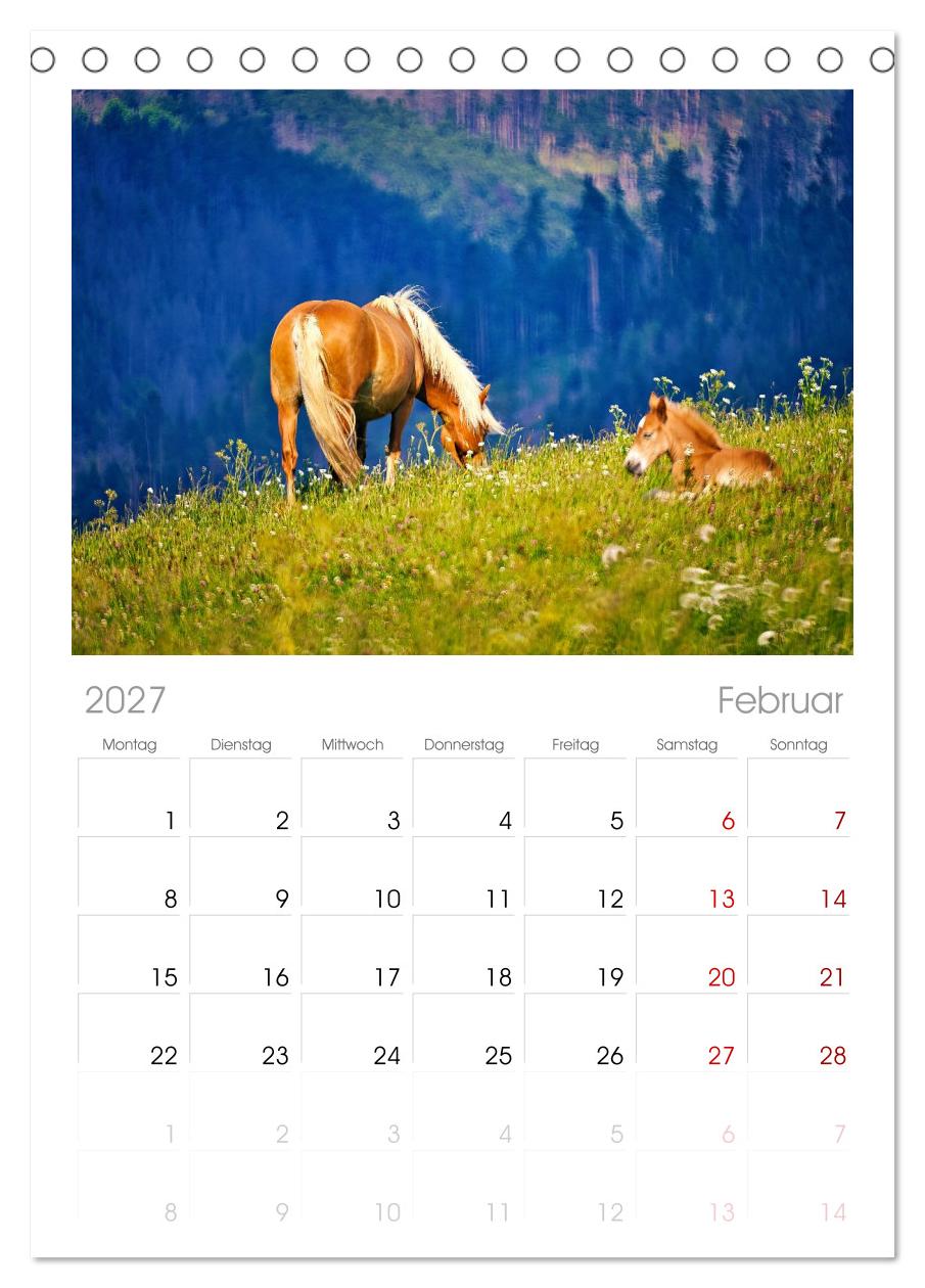 Die besonderen Haflinger-Pferde