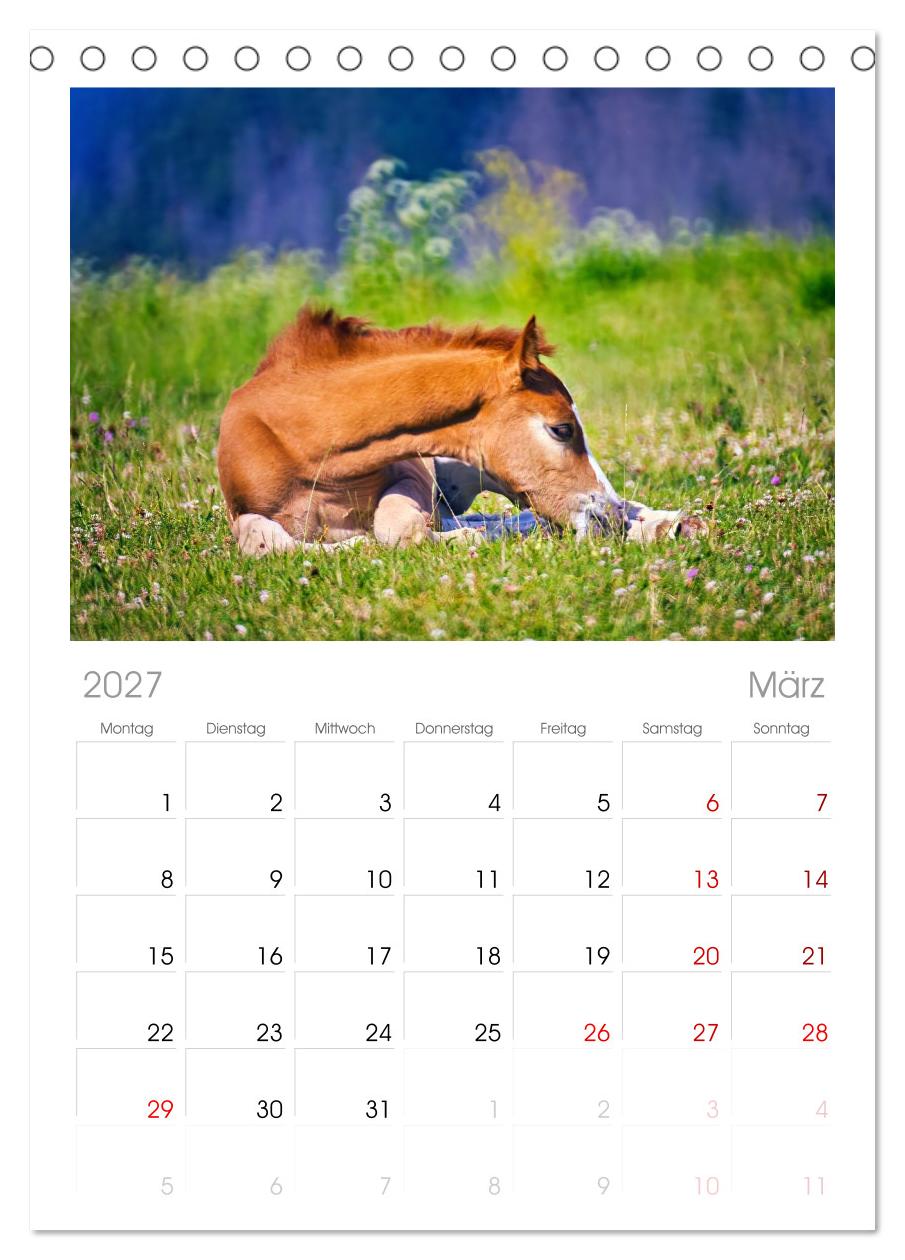 Die besonderen Haflinger-Pferde