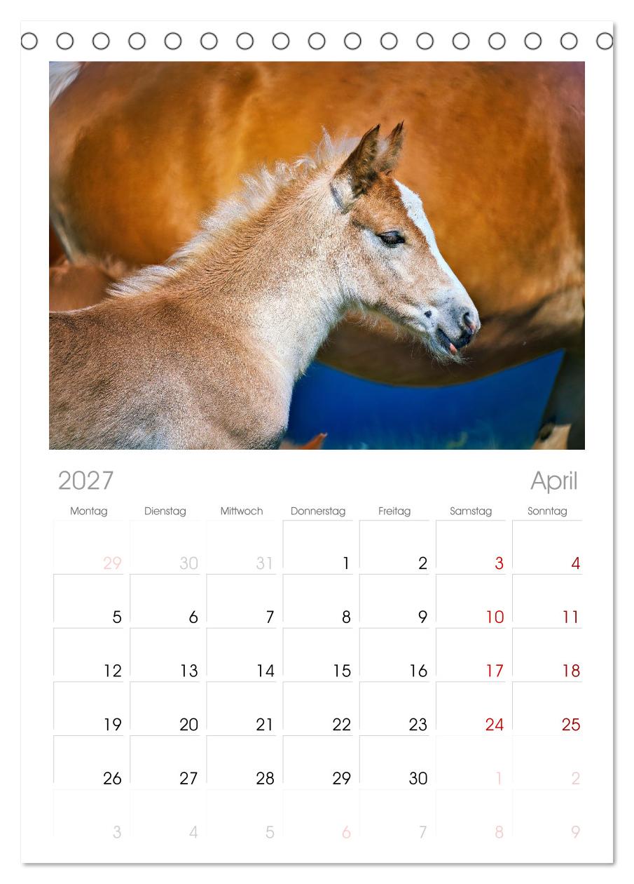 Die besonderen Haflinger-Pferde