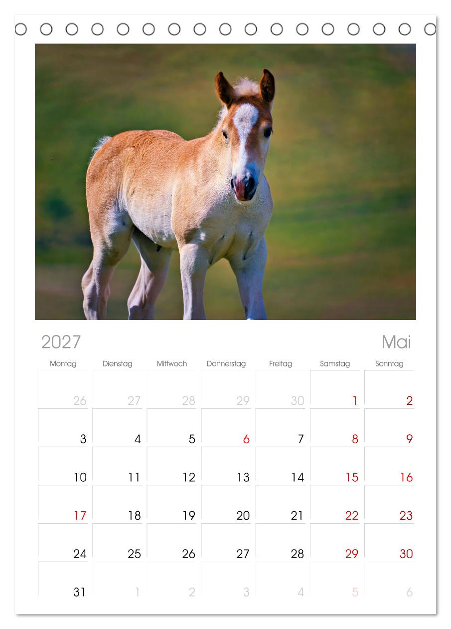 Die besonderen Haflinger-Pferde