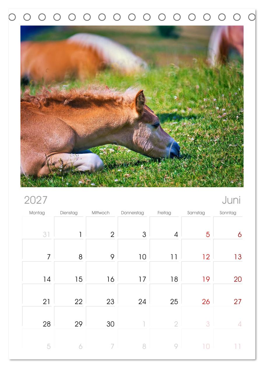 Die besonderen Haflinger-Pferde